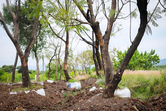 Morebús no retirará 613 árboles durante su proceso de construcción en Morelia