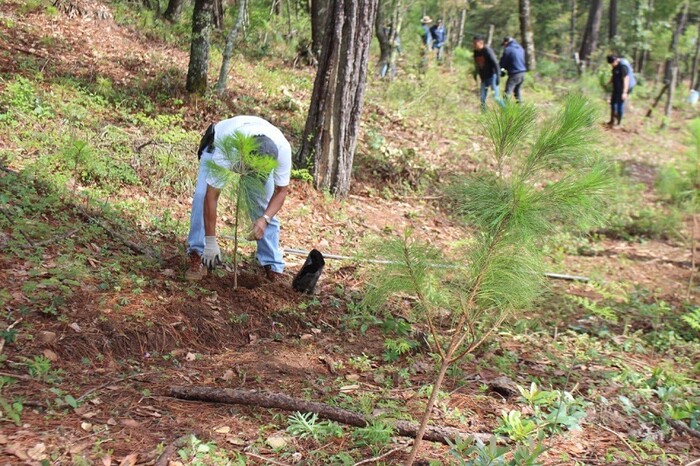 Morelia crece con nuevos bosques: Alfonso Martínez