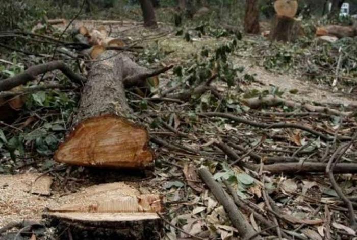 Morelia: Investigan tala ilegal y presunto cambio de uso de suelo en Santiago Undameo