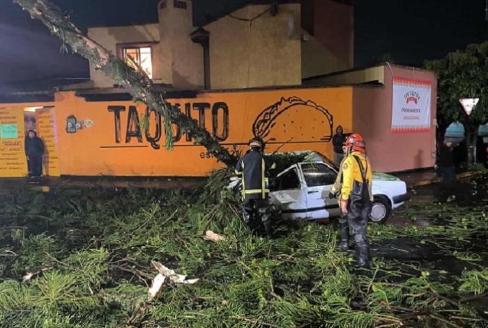 Morelia: Árbol cae sobre auto en el que viajaba una pareja cerca del Bosque; sufren leves golpes
