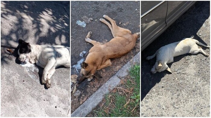 Morelia: Reportan envenenamiento de perros en Arko San Antonio