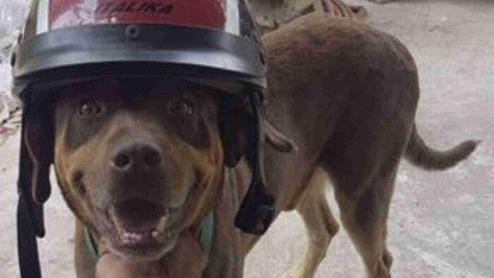 Muere Duke, perrito guardián de la zona arqueológica de Chichén Itzá