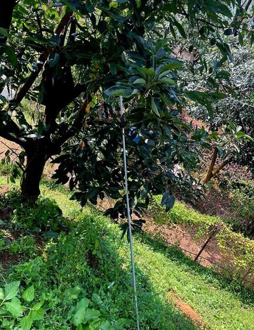 Muere electrocutado niño que trabajaba en una huerta de aguacate en Michoacán