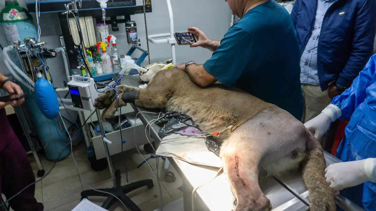 Muere puma capturado en Pátzcuaro, tras complicaciones por un atropellamiento