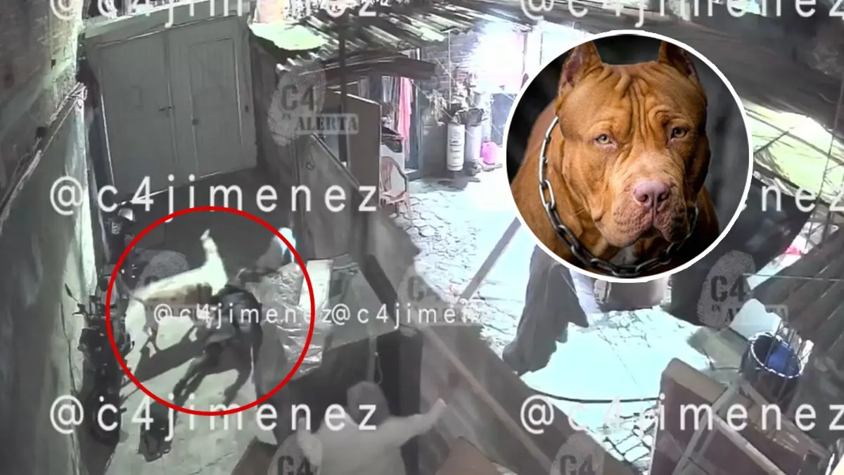 Mujer es atacada por perros pitbull en Tláhuac, CDMX | VIDEO