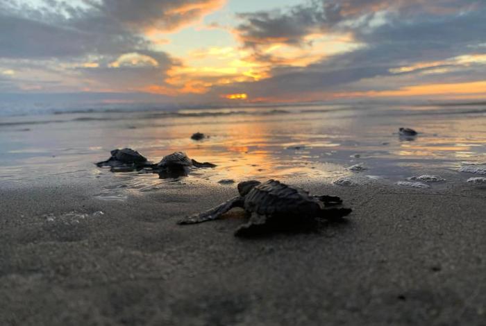 Nacen más de 6.7 millones de tortugas marinas en la Costa michoacana, temporada 2025-2026