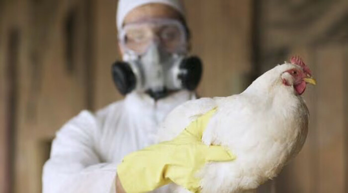 #Nacional | OMS confirma la primera muerte humana por gripe aviar H5N2 en México