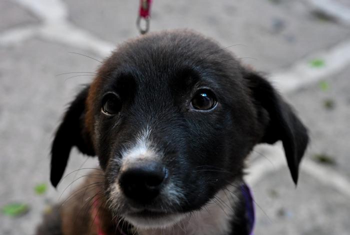 Navidad, tiempo de dar amor y dar hogar a lomitos y michis