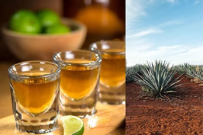 Ni mezcal ni cerveza, así se debe tomar el tequila para mejorar la digestión