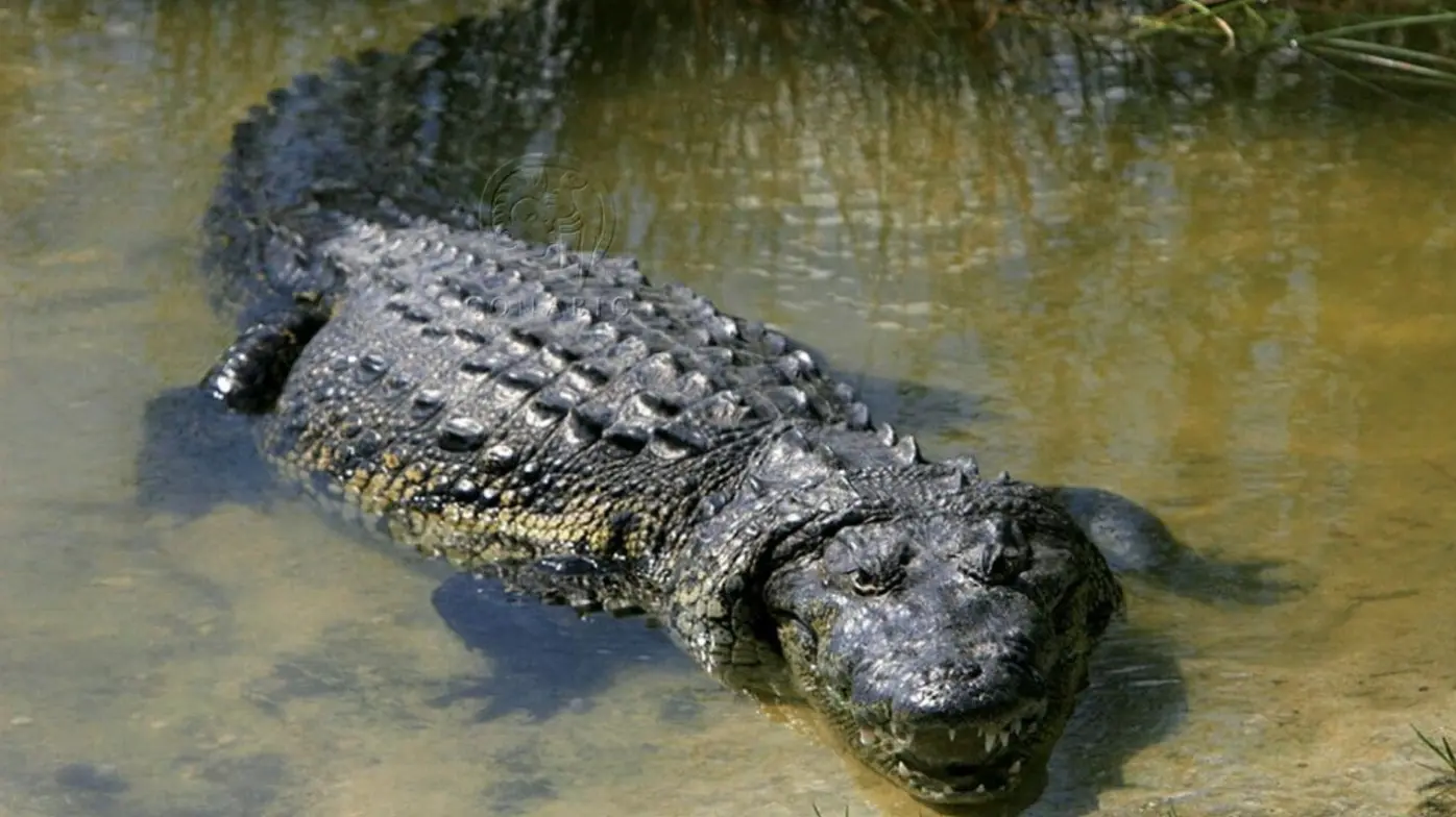 Niño de 10 años es atacado por un cocodrilo en Nayarit