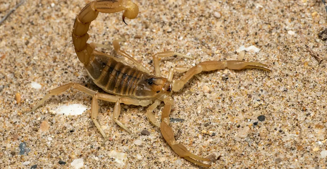 No tenían antídoto y niña falleció por picadura en Sonora