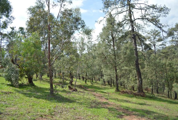 Nos faltan bosques
