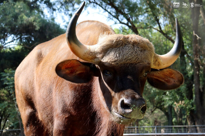 ¡Nuevos inquilinos en el Zoológico! Dos bisontes de la India llegan a Morelia para su conservación