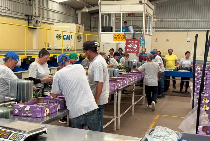 Omega Vázquez entrega Marca Certificadora Hecho en México a productores de guayaba