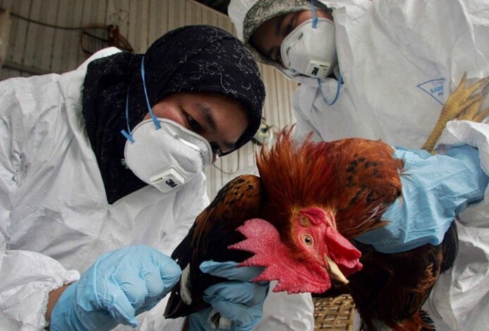 OMS anuncia primera muerte por gripe aviar H5N2 en México