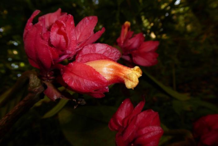 ¡Orgullo peruano! Descubren nueva especie de planta en la Amazonía de Perú