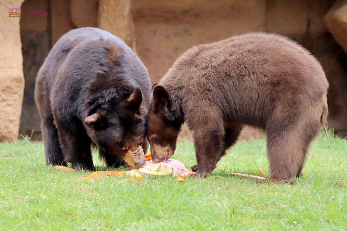 Osito negro del Zoológico de Morelia cumple un año y festeja a lo grande