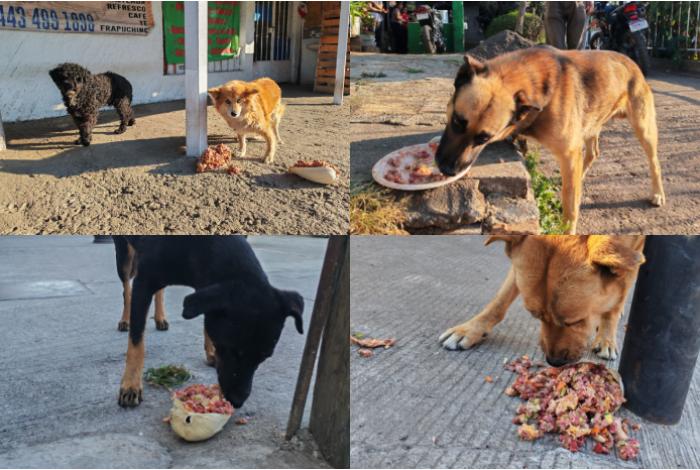 Pancitas Llenas Navidad 2025: más de 2 toneladas de alimento y una noche sin crueldad animal