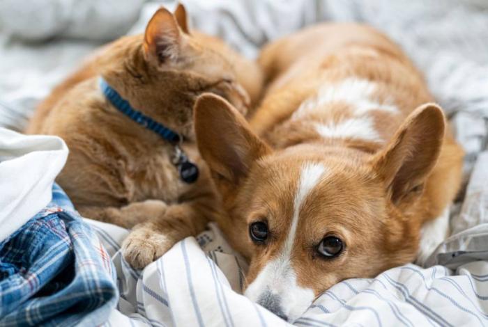 Pareja recién casada quiere divorciarse… su perro y su gato no se llevan bien