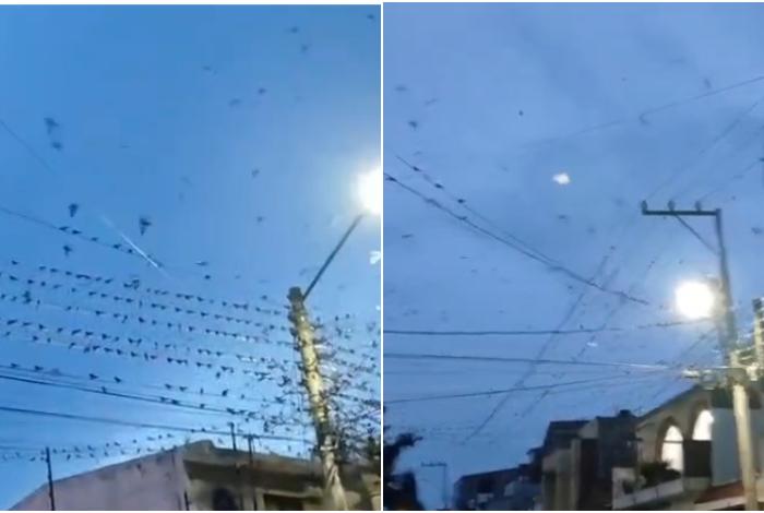 Parvada de golondrinas sorprende a vecinos de la colonia Lomas del Valle, en Morelia