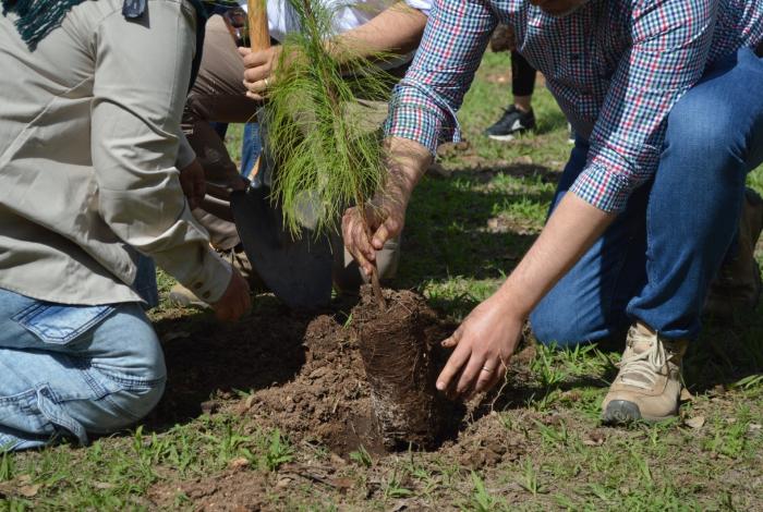 Pátzcuaro proyecta reforestar con 150 mil plantas