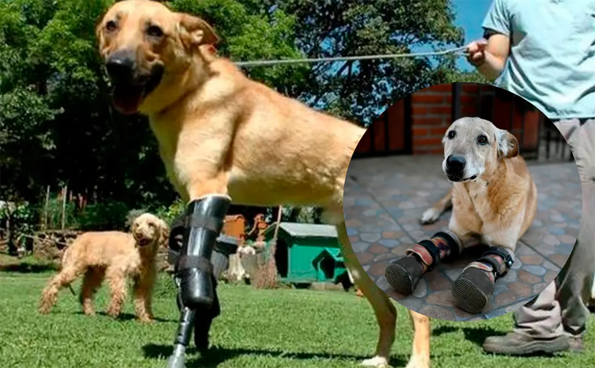 Pay de Limón: el perro que inspiró una ley contra el maltrato animal en México