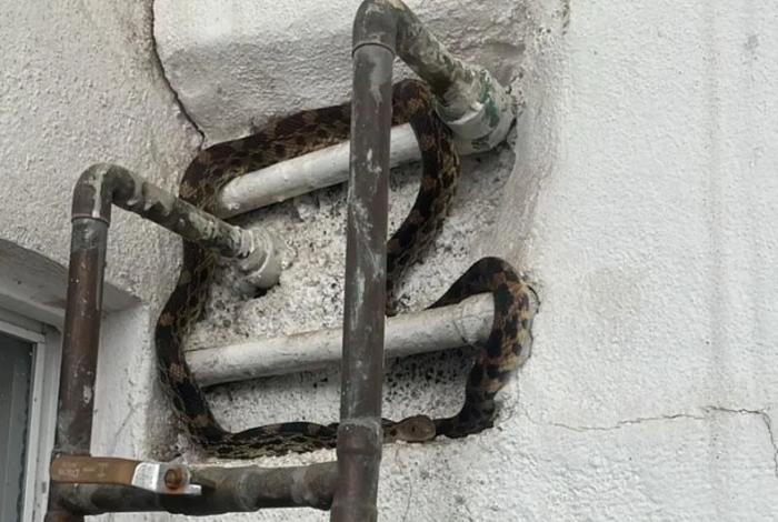 PC Michoacán captura serpiente en Los Vergeles Morelia