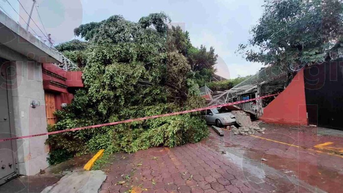 PC Municipal identifica cinco árboles caídos tras lluvias; hay dos vehículos dañados