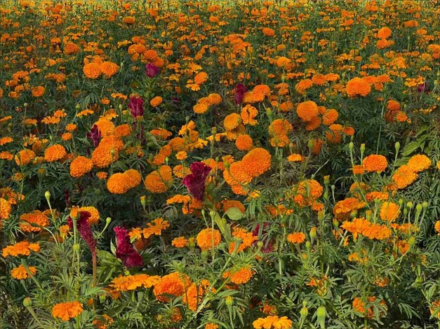 Pérdidas del 90% en flor de pata de León tuvieron productores de Copándaro