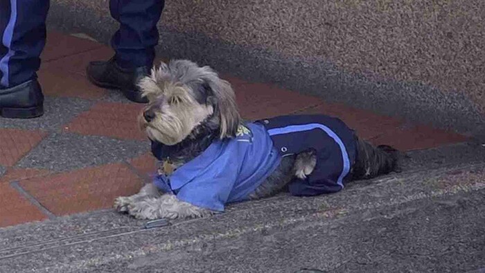 Perrito se hace viral por usar uniforme para ir a trabajar con su dueño