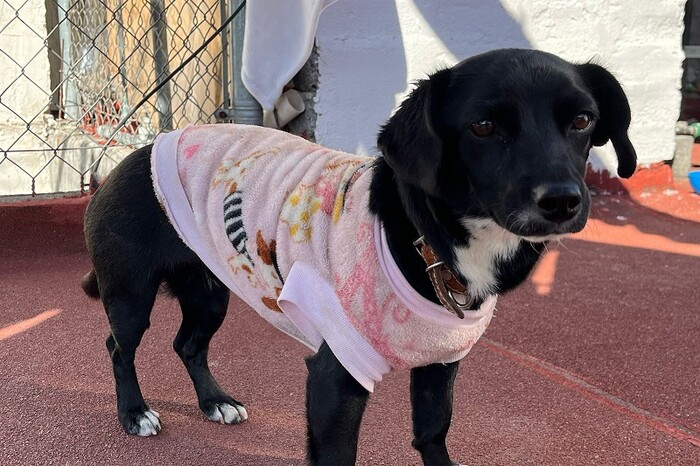 Perritos en busca de amor: Thor, Alfa, Becky y más esperan su hogar este 23 de marzo