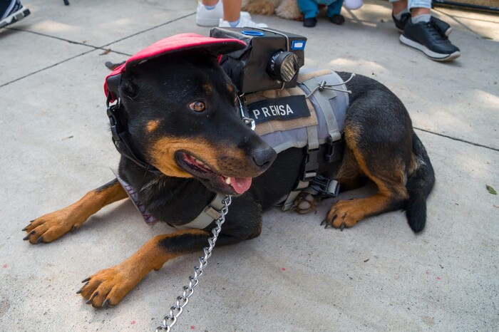 Perritos supehéroes, catrinas, presidiarios y un michi desfilaron en el Mascota Fest