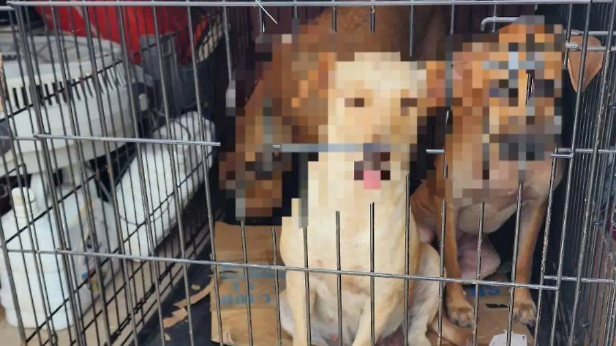 Perro ataca a mujer en San Luis Potosí