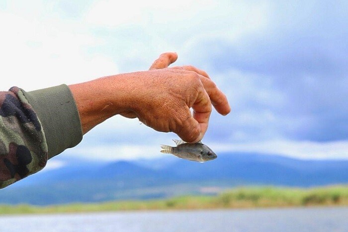 Pez blanco, hijo nativo del Lago de Pátzcuaro, cerca de lograr denominación de origen: Bedolla