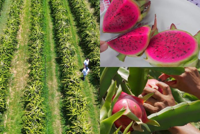 Pitahaya, exótica fruta con forma de corazón:  en Oaxaca apuestan por su cultivo para que jóvenes no se vayan