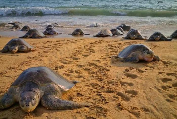 Playas de Michoacán, escenario de migración y nacimiento de tortugas marinas