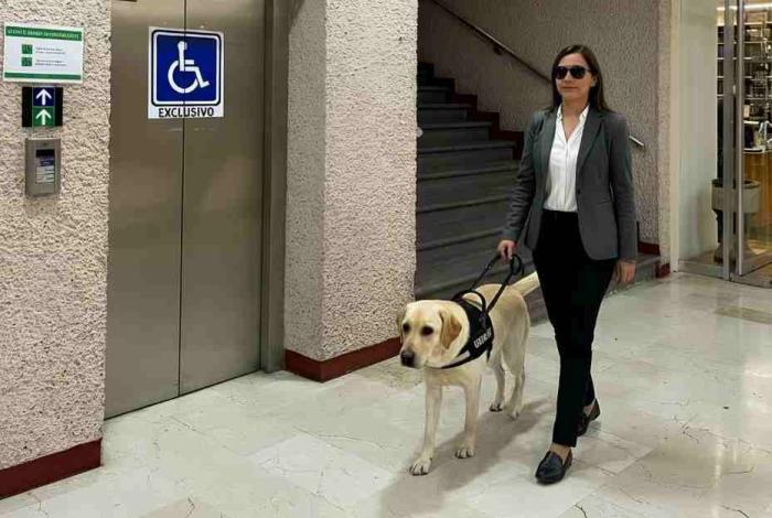 Poder Judicial abre sus puertas a animales de servicio, asistencia y/o terapia que acompañen a personas con discapacidad