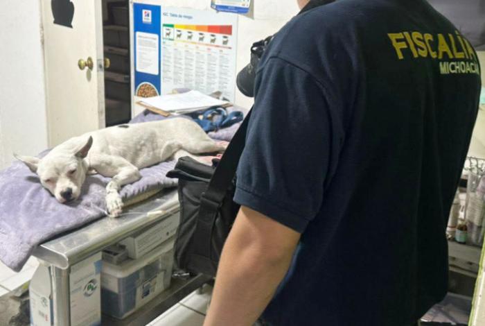 Policía Auxiliar apoya con gastos médicos a perro víctima de maltrato en Morelia