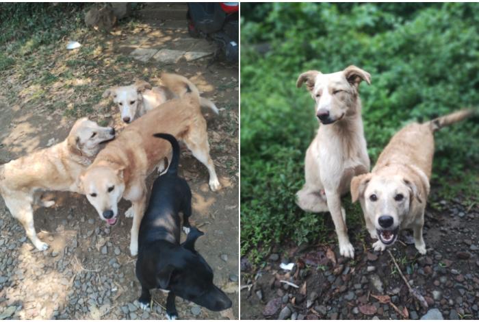 Porque los perros de nadie son de todos, UARUPA lanza campaña contra el abandono en Uruapan