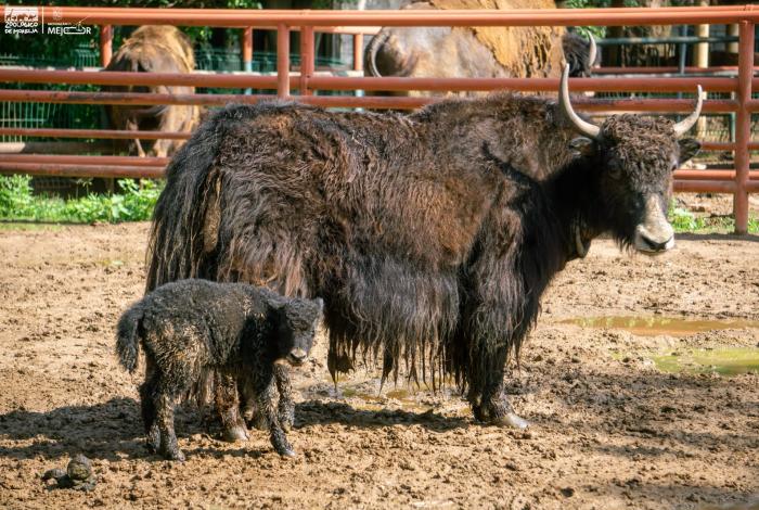 Presume Zoo búfalo acuático, búfalo escocés, un yak, antílopes, cabritas, ciervos y aves nuevos