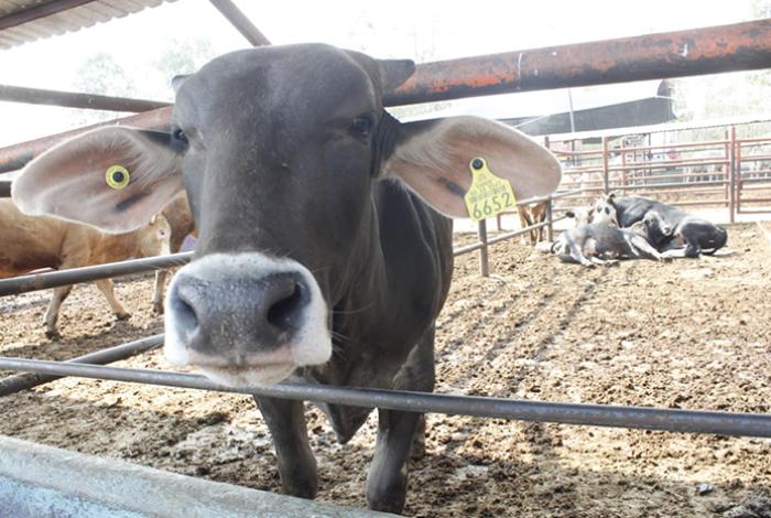 Prevén menor crecimiento de exportaciones de carne tras reapertura de EUA al ganado mexicano