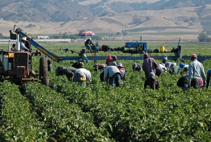 Producción agrícola, sin afectaciones por el clima 