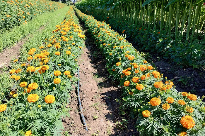 Productores de Copándaro ofertarán nueva variedad de flor de cempasúchil para Día de Muertos