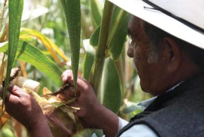 Productores de maíz amenazan con bloqueos si no hay precio justo