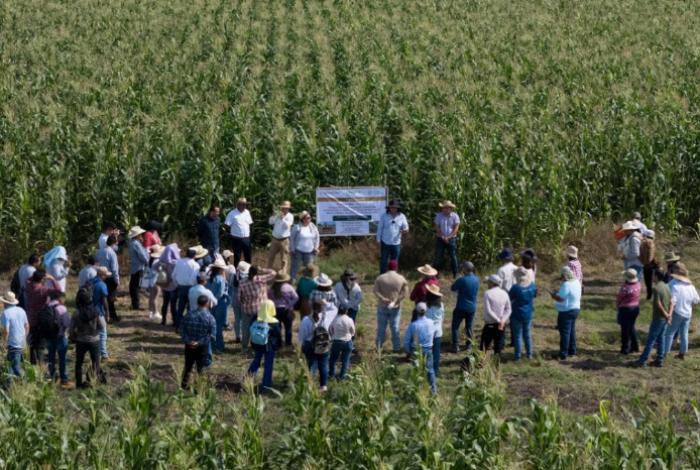 Productores y escuelas rurales reciben apoyo de maíz con alto contenido proteico: Sader