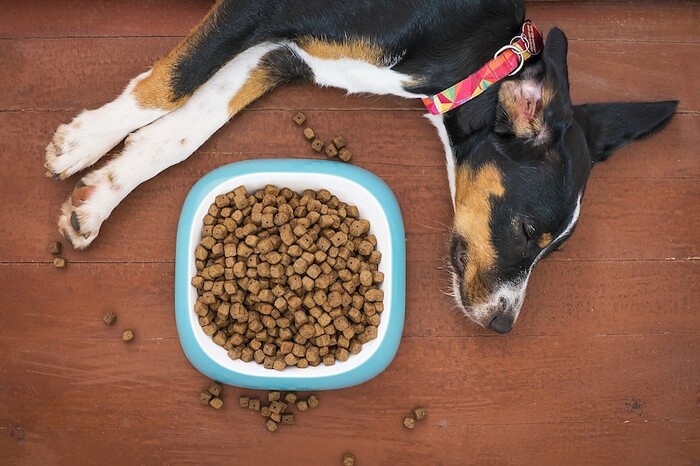 Profeco aprueba croquetas mexicanas de alta gama para perros con piel sensible