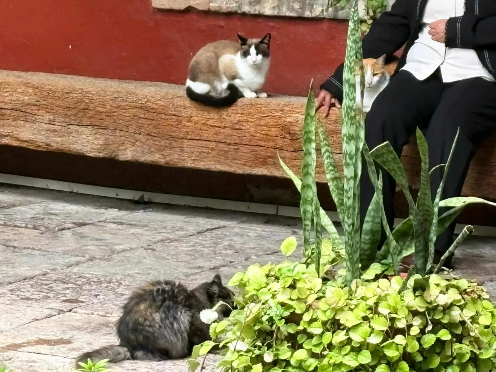 PROFEPA adopta 3 “michis” que vivían en sus oficinas de Morelia