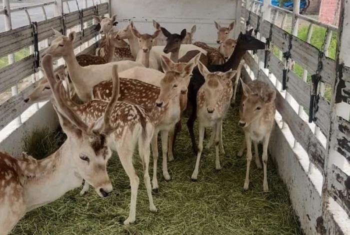 Profepa decidirá albergue para venados recuperados en Arteaga: Zoo Morelia