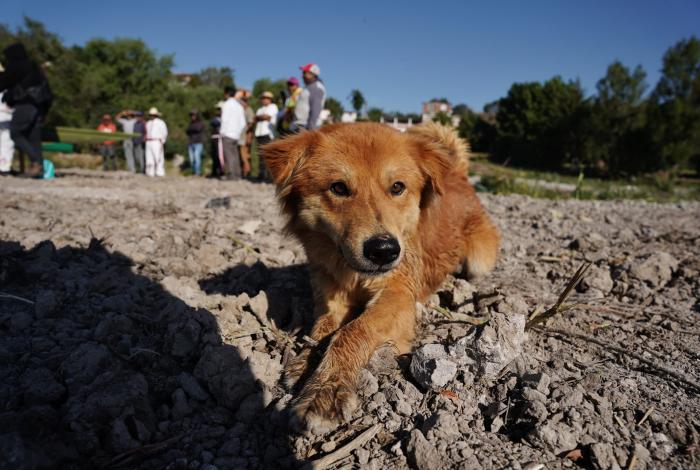 Protección Animal y UMSNH buscarán identificar zoonosis en perros y gatos de Morelia