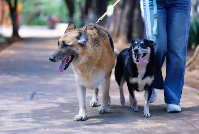 Protege a tus mascotas contra la rabia; SSM aplica vacunación gratuita